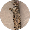 Bengal cat Chanel profile picture